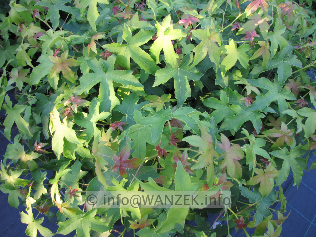 Liquidambar styraciflua Gum Ball wachsend.JPG